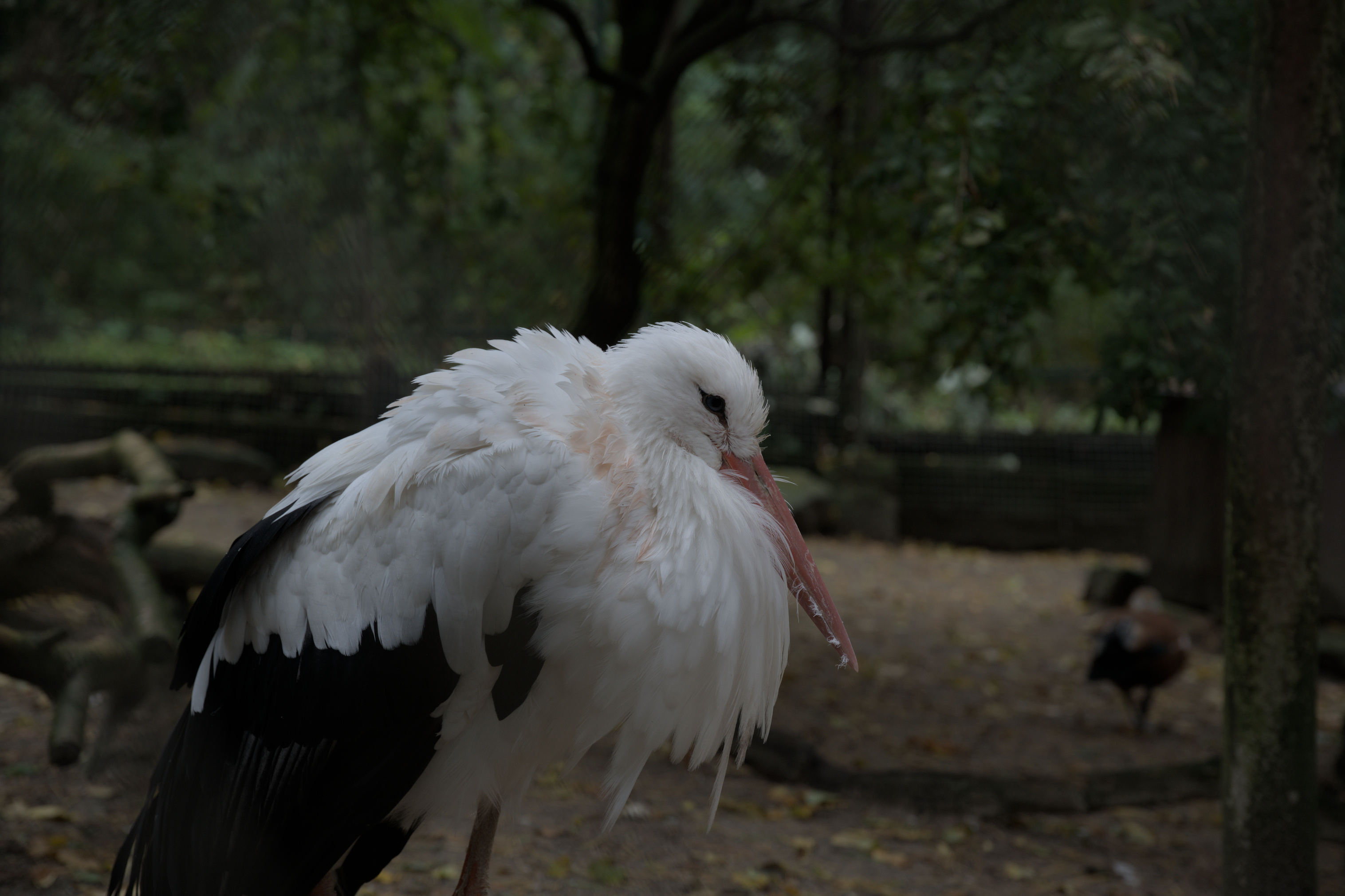 2025/10/12 - zoo/DSC_0095.jpg